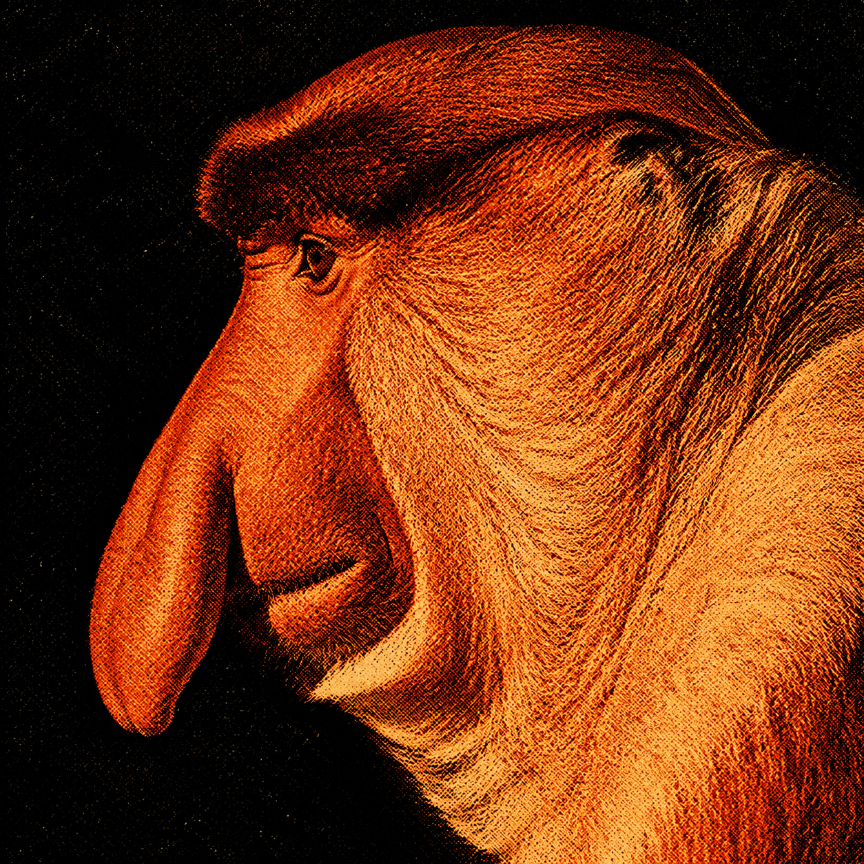 Editorial profile portrait of a proboscis monkey